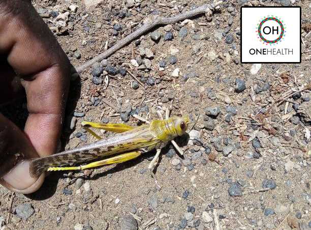 Locust Monitoring and Analysis in North Horr-Kenya