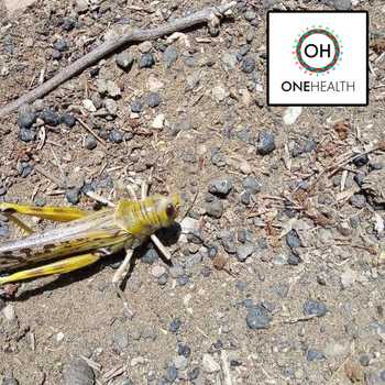 Locust Monitoring and Analysis in North Horr-Kenya