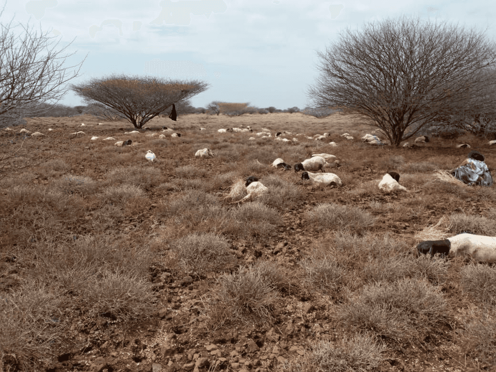 Death of livestock in Yibo (Dukana)