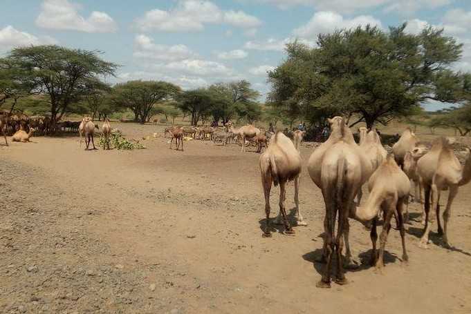 May 2020: Monthly Rainfall Analysis, North Horr Sub-County (KENYA)