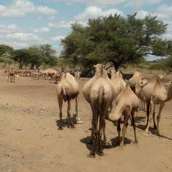 May 2020: Monthly Rainfall Analysis, North Horr Sub-County (KENYA)